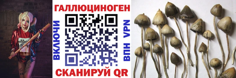 мега рабочий сайт  Кочубеевское  Псилоцибиновые грибы Psilocybine cubensis 